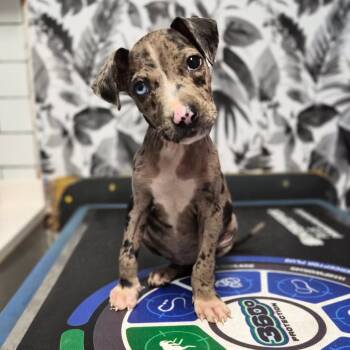 Fable -  Catahoula Leopard Dog Dog for Adoption in Wahiawa, Hawaii - Fable | PetCurious