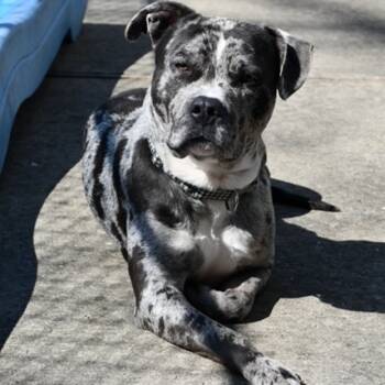 Rescue Pit Bull Terrier and Mixed Breed Dogs for Adoption - Freckles | PetCurious