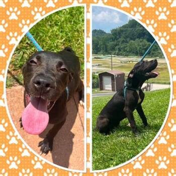 MOUNTY -  Great Dane Dog for Adoption in Buckhannon, West Virginia - MOUNTY | PetCurious