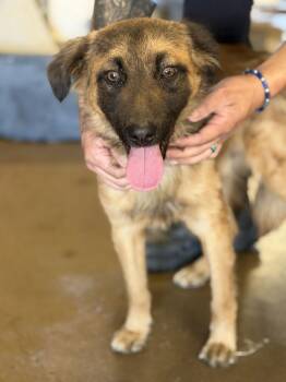 Australian Shepherd Dogs Available for Adoption - Zane - Courtesy Post | PetCurious