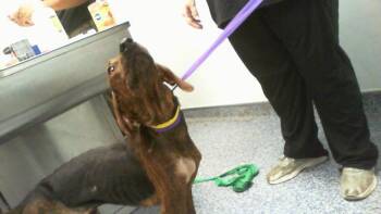 BOONE -  Plott Hound Dog for Adoption in Charlotte, North Carolina - BOONE | PetCurious
