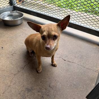 Busty-brown -  Mixed Breed Dog for Adoption in Lake Jackson, Texas - Busty-brown | PetCurious