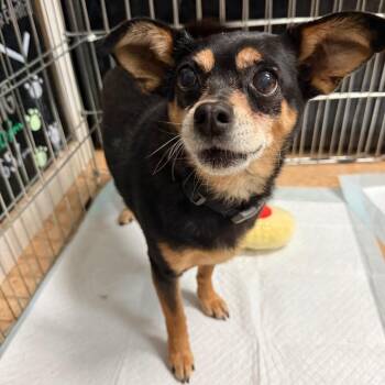 Blewe -  Chihuahua and Mixed Breed Dog for Adoption in Tacoma, Washington - Blewe | PetCurious