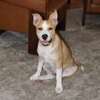 Max -  Labrador Retriever and Mixed Breed Dog for Adoption in Corpus Christi, Texas - Max | PetCurious