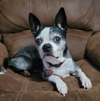 Austin in MO -  Boston Terrier Dog for Adoption - Austin In MO | PetCurious