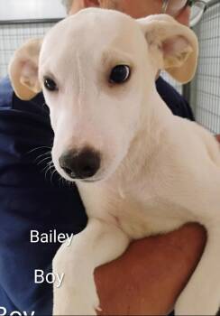 Bailey -  Labrador Retriever and Collie Dog for Adoption in Thompson Falls, Montana - Bailey | PetCurious