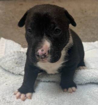 Hershey -  Shar Pei and Mixed Breed Dog for Adoption in Honolulu, Hawaii - Hershey | PetCurious