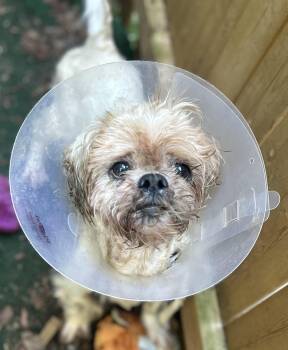 Rescue Shih Tzu Dogs for Adoption - Umberto | PetCurious