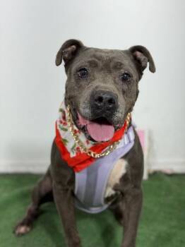 Keyri-One of our Amazing Rescue Dogs -  Pit Bull Terrier and Mixed Breed Dog for Adoption in Carlsbad, California - Keyri-One Of Our Amazing Rescue Dogs | PetCurious