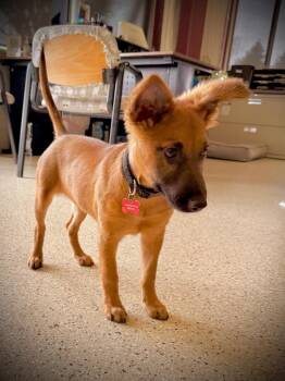 Terrier and Mixed Breed Dogs Available for Adoption - Foxy | PetCurious