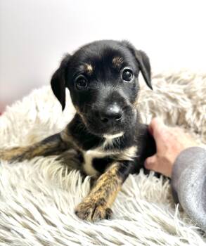 Little Fry Nikona - Local Cutie -  Jack Russell Terrier Dog Available for Adoption in Andover, Massachusetts - Little Fry Nikona - Local Cutie | PetCurious