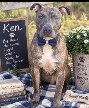 Ken -  American Staffordshire Terrier Dog for Adoption in Cumming, Georgia - Ken | PetCurious