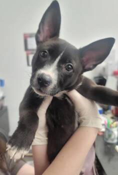 Nico FKA Grumpy -  Mixed Breed Dog for Adoption in West Chester, Pennsylvania - Nico FKA Grumpy | PetCurious