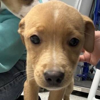 Labrador Retriever Dogs Available for Adoption - Georgette | PetCurious