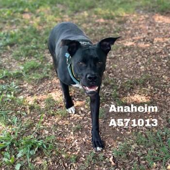 ANAHEIM -  Boxer and Mixed Breed Dog for Adoption - ANAHEIM | PetCurious