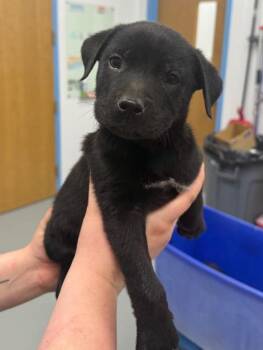 Labrador Retriever Dogs Available for Adoption in Hartsville, South Carolina - Van (Vx4) | PetCurious
