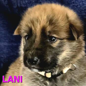 Pre-adoption - Lani is available -  Siberian Husky and Shepherd Dog for Adoption in Los Angeles, California - Pre-adoption - Lani Is Available | PetCurious