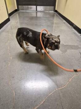 Ic 15 -  French Bulldog Dog for Adoption in Lawrenceville, Georgia - Ic 15 | PetCurious