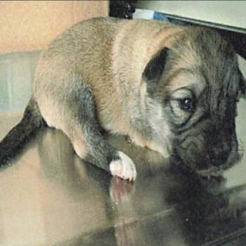 Shepherd and Husky Dogs Available for Adoption in Northbrook, Illinois - Beverly Hills | PetCurious