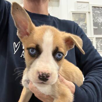 Rescue Boxer and Mixed Breed Dogs for Adoption in Sacramento, California - Candy | PetCurious