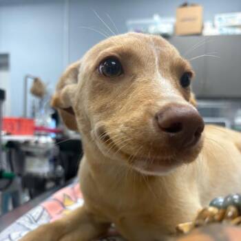 Sampson -  Mixed Breed Dog for Adoption in Milton, Florida - Sampson | PetCurious