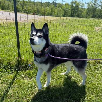 Camo -  Siberian Husky Dog Available for Adoption in Uniontown, Pennsylvania - Camo | PetCurious