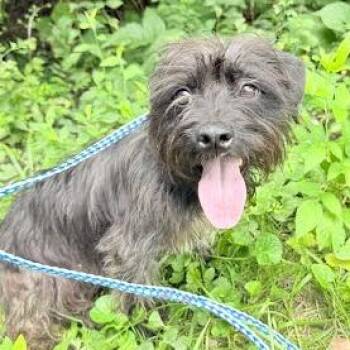 Dorothy -  Mixed Breed Dog for Adoption in Jeffersonville, Indiana - Dorothy | PetCurious