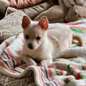 Chiweenie and Pomeranian Dogs Available for Adoption in Lafayette, California - Daphne | PetCurious