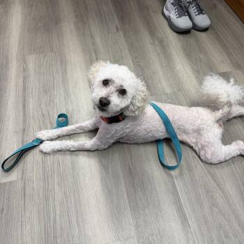 Odie -  Miniature Poodle Dog for Adoption in East Lansing, Michigan - Odie | PetCurious