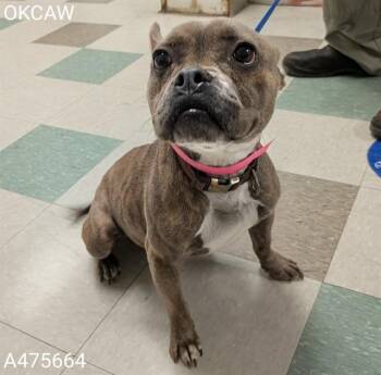 A475664 -  French Bulldog and Mixed Breed Dog for Adoption in Oklahoma City, Oklahoma - A475664 | PetCurious