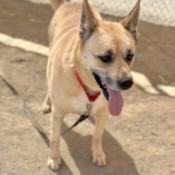 Davina -  Shepherd Dog for Adoption in San Gabriel, California - Davina | PetCurious