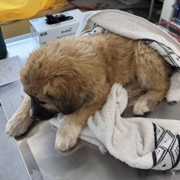 Mixed Breed Dogs Available for Adoption in Las Cruces, New Mexico - 106139 | PetCurious