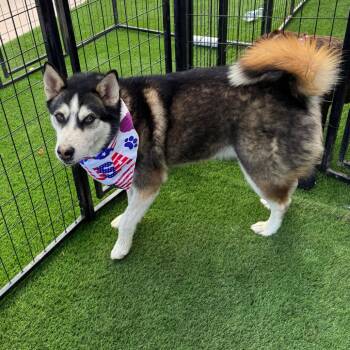 Rescue Husky Dogs for Adoption in Phoenix, Arizona - Jax | PetCurious