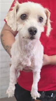 LADYBUG -  Poodle and Mixed Breed Dog for Adoption in San Bernardino, California - LADYBUG | PetCurious