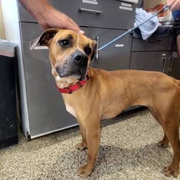 Rescue Mixed Breed Dogs for Adoption in Tipton, Indiana - Honey Bun | PetCurious