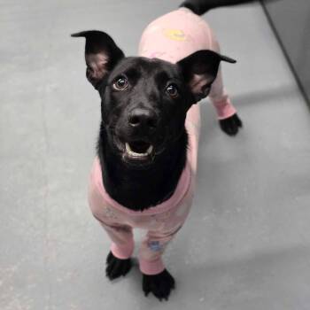 Dora Dee -  Corgi and Shepherd Dog for Adoption in Fort Collins, Colorado - Dora Dee | PetCurious