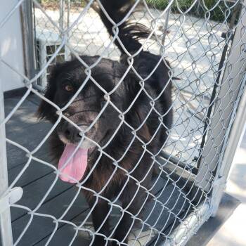 Smoke -  Shepherd and Mixed Breed Dog for Adoption in Austin, Texas - Smoke | PetCurious