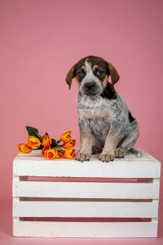 Australian Cattle Dog Blue Heeler Dogs Available for Adoption in Brighton, Colorado - 290-26 | PetCurious