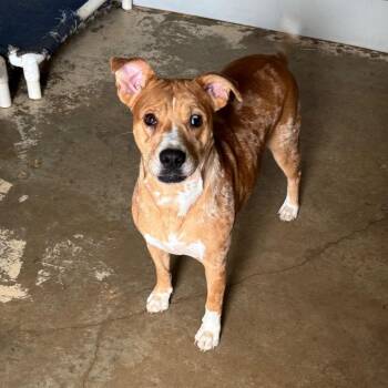 Cattle Dog and Mixed Breed Dogs Available for Adoption in Brownsboro, Alabama - Gilly | PetCurious