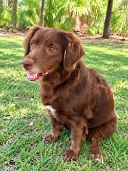 Blanche -  Dachshund and Labrador Retriever Dog for Adoption in St. Augustine, Florida - Blanche | PetCurious