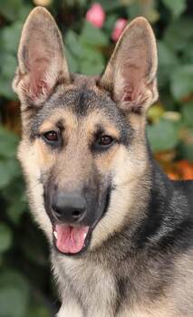 Bucky von Bovenau -  German Shepherd Dog Dog for Adoption in Los Angeles, California - Bucky Von Bovenau | PetCurious