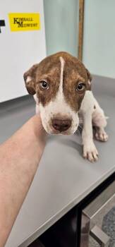 Arya -  Terrier Dog for Adoption in Athens, Tennessee - Arya | PetCurious