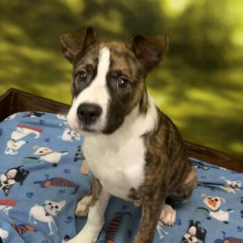 Captain -  Mixed Breed Dog for Adoption in Auburn, New Hampshire - Captain | PetCurious