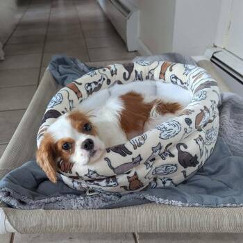 Taffy -  Cavalier King Charles Spaniel Dog for Adoption in Lewistown, Pennsylvania - Taffy | PetCurious