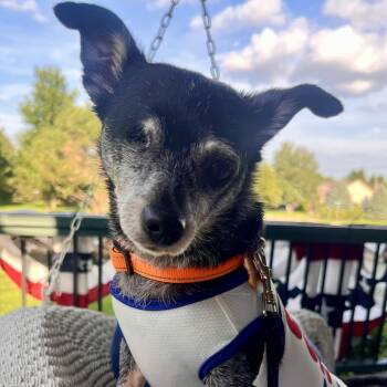 Fitz -  Chihuahua Dog for Adoption in Normal, Illinois - Fitz | PetCurious
