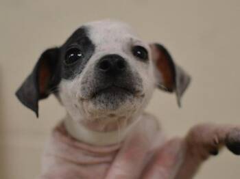 Chihuahua Dogs Available for Adoption - Todd | PetCurious