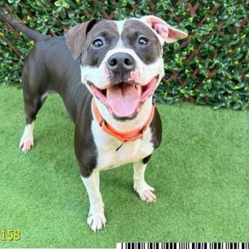 Binki -  Mixed Breed Dog for Adoption in West Palm Beach, Florida - Binki | PetCurious