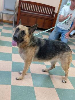 Echo BONDED TO SAGE -  German Shepherd Dog Dog for Adoption in Shelby, Michigan - Echo BONDED TO SAGE | PetCurious
