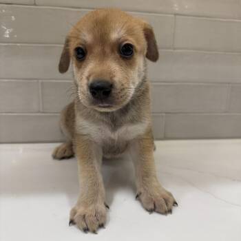 Brianna -  Great Pyrenees Dog for Adoption in New York, New York - Brianna | PetCurious