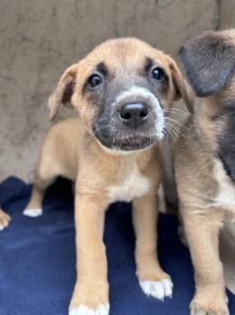 Belgian Shepherd Malinois and Mixed Breed Dogs Available for Adoption in Oklahoma City, Oklahoma - A473961 | PetCurious